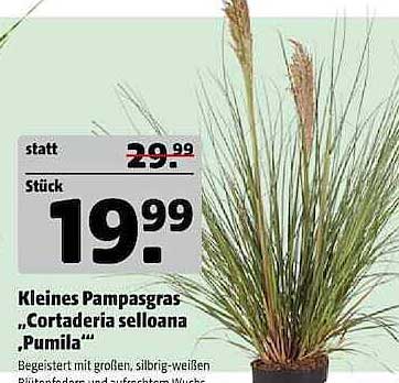 Kleines Pampasgras „Cortaderia selloana ‚Pumila‘“
