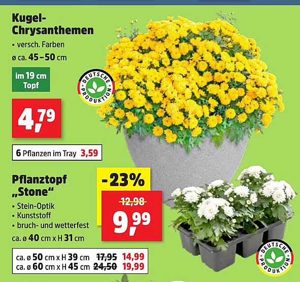 Kugel-Chrysanthemen