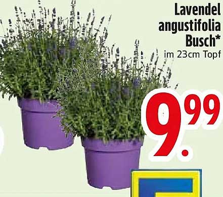 Lavendel angustifolia Busch* im 23cm Topf
