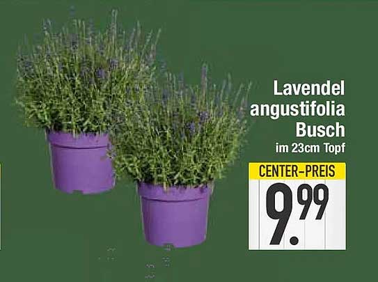 Lavendel angustifolia Busch im 23cm Topf