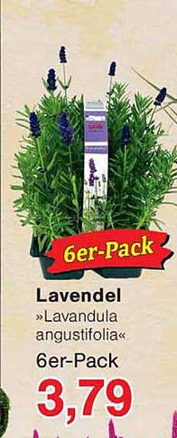Lavendel »Lavandula angustifolia« 6er-Pack