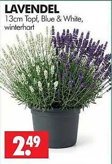 LAVENDEL