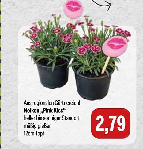 Nelken „Pink Kiss“