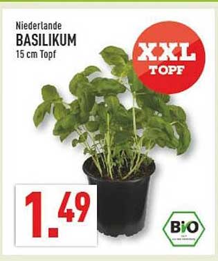 Niederlande BASILIKUM 15 cm Topf
