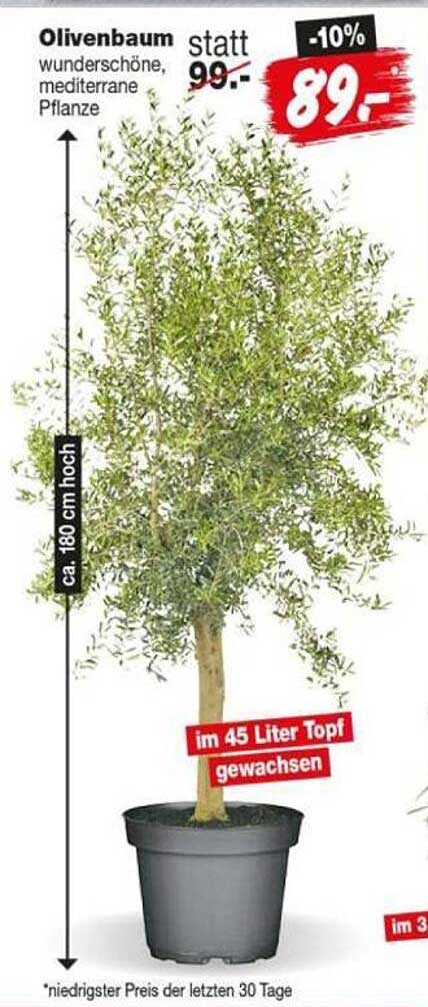 Olivenbaum wunderschöne, mediterrane Pflanze