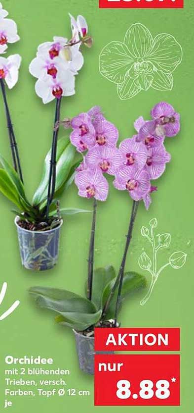 Orchidee mit 2 blühenden Trieben, versch. Farben, Topf Ø 12 cm je