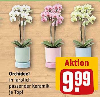 Orchidee¹ in farblich passender Keramik, je Topf
