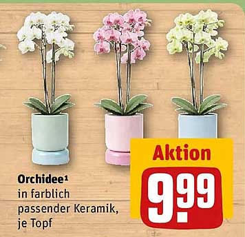 Orchidee¹ in farblich passender Keramik, je Topf