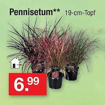Pennisetum** 19-cm-Topf