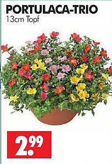 PORTULACA-TRIO 13cm Topf