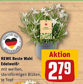REWE Beste Wahl Edelweiß¹ mit weißen, sternförmigen Blüten, je Topf