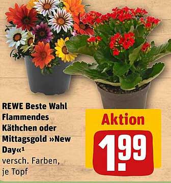REWE Beste Wahl Flammendes Käthchen oder Mittagsgold »New Day«¹ versch. Farben, je Topf