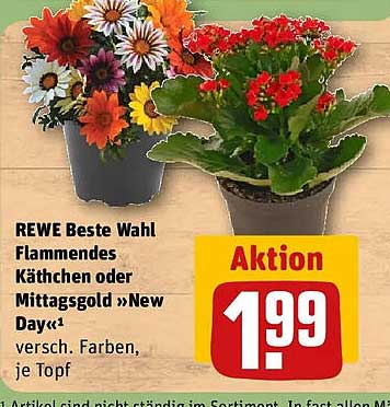 REWE Beste Wahl Flammendes Kätzchen oder Mittagsgold »New Day«