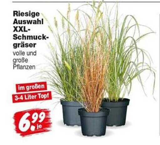 Riesige Auswahl XXL-Schmuckgräser volle und große Pflanzen