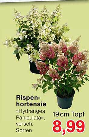 Rispen-hortensie »Hydrangea Paniculata«, versch. Sorten