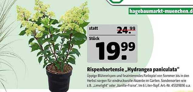 Rispenhortensie „Hydrangea paniculata“