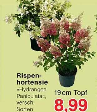 Rispenhortensie »Hydrangea Paniculata«, versch. Sorten