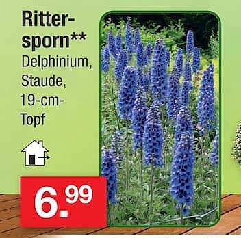 Rittersporn** Delphinium, Staude, 19-cm-Topf