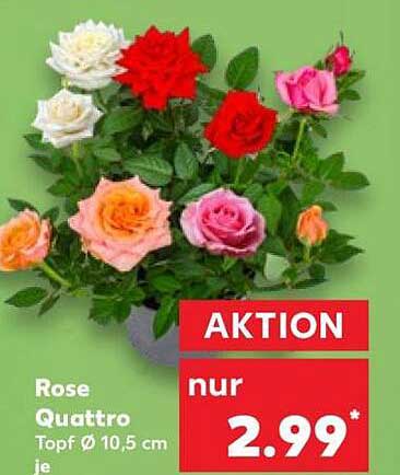Rose Quattro Topf Ø 10,5 cm je
