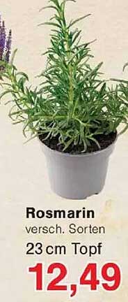 Rosmarin versch. Sorten 23 cm Topf