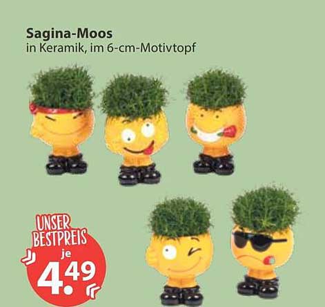 Sagina-Moos in Keramik, im 6-cm-Motivtopp