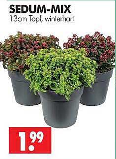 SEDUM-MIX