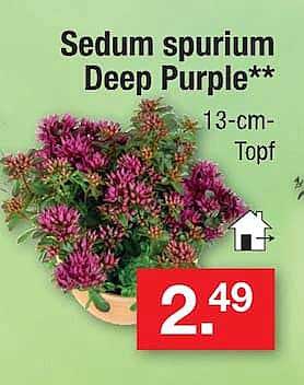 Sedum spurium Deep Purple** 13-cm-Topf