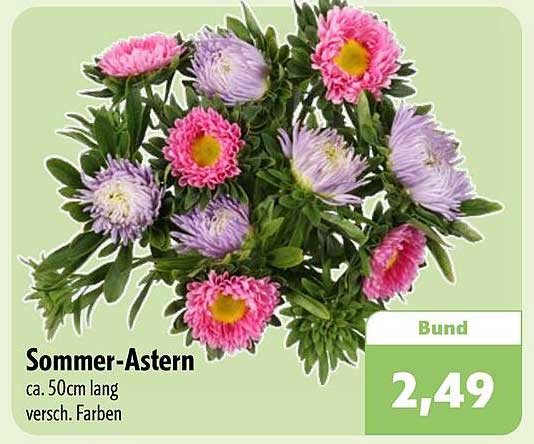 Sommer-Astern
