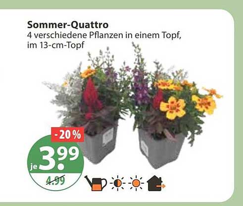 Sommer-Quattro