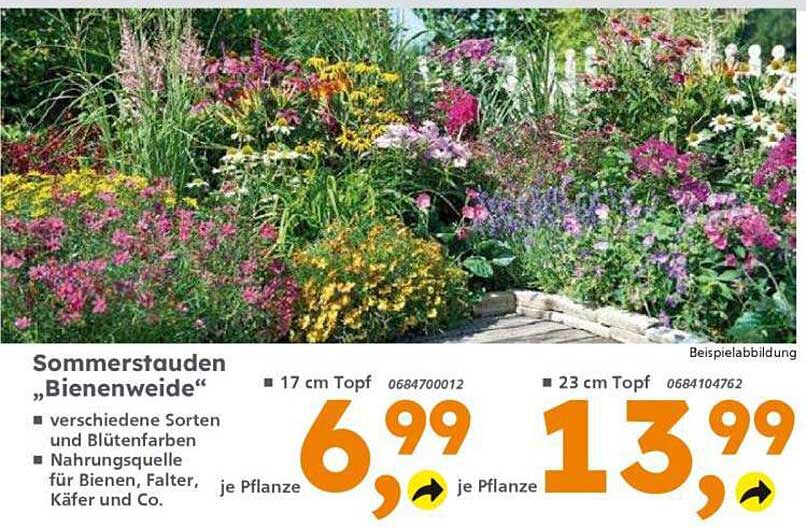 Sommerstauden „Bienenweide“