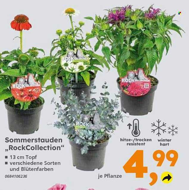 Sommerstauden „RockCollection“