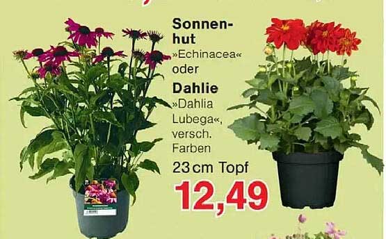 Sonnen-hut »Echinacea« oder Dahlie »Dahlia Lubega«, versch. Farben 23 cm Topf