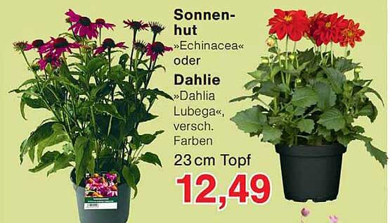Sonnen-hut »Echinacea« oder Dahlie »Dahlia Lubega«, versch. Farben 23 cm Topf