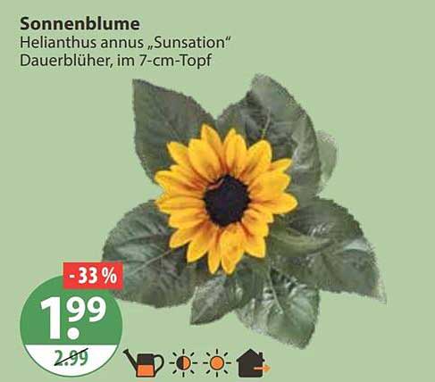Sonnenblume Helianthus annus „Sunsation“ Dauerblüher, im 7-cm-Topf