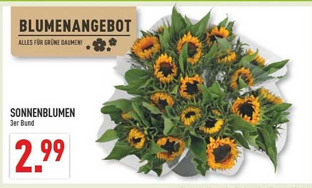 SONNENBLUMEN 3er Bund