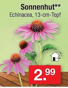 Sonnenhut** Echinacea, 13-cm-Topf