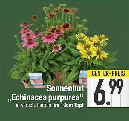 Sonnenhut „Echinacea purpurea“ in versch. Farben, im 19cm Topf