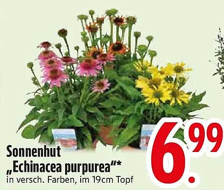 Sonnenhut „Echinacea purpurea“** in versch. Farben, im 19cm Topf