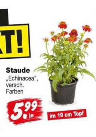Staude „Echinacea“, versch. Farben