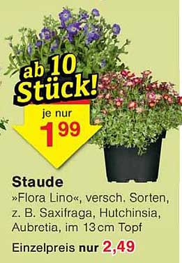 Staude »Flora Lino«, versch. Sorten z. B. Saxifraga, Hutschinsia, Aubretia, im 13 cm Topf