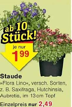 Staude »Flora Lino« verschied. Sorten, z. B. Saxifraga, Hutchinsia, Aubretia, im 13cm Topf