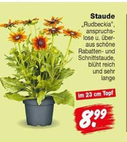 Staude „Rudbeckia“, anspruchslose u. überaus schöne Rabatten- und Schnittstaude, blüht reich und sehr lange