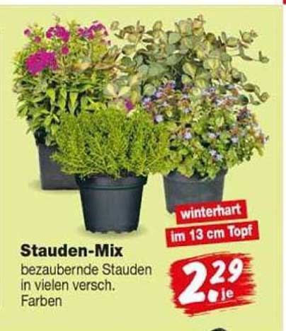 Stauden-Mix bezaubernde Stauden in vielen versch. Farben