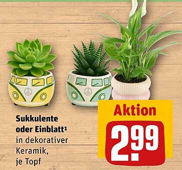 Sukkulente oder Einblatt in dekorativer Keramik, je Topf