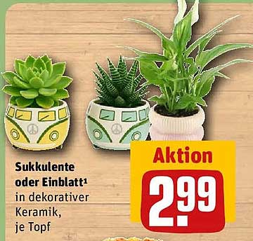 Sukkulente oder Einblatt¹ in dekorativer Keramik, je Topf