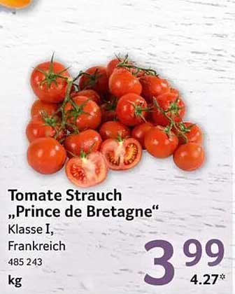 Tomate Strauch „Prince de Bretagne“