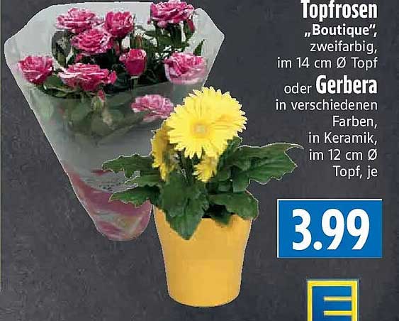 Topfrosen „Boutique“, zweifarbig, im 14 cm Ø Topf oder Gerbera in verschiedenen Farben, in Keramik, im 12 cm Ø Topf, je
