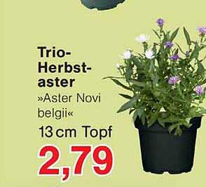 Trio-Herbst-aster »Aster Novi belgii« 13 cm Topf
