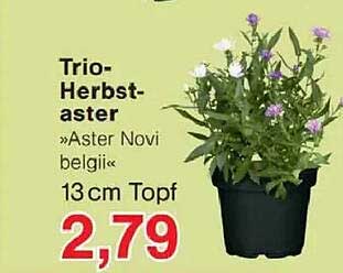 Trio-Herbstaster »Aster Novi belgi« 13 cm Topf
