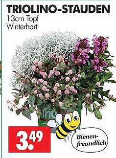 TRIOLINO-STAUDEN 13cm Topf Winterhart